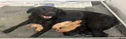 Labrador Retriever dogs for sale: Fox red and black puppies  - Advert 2