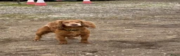 Cocker Spaniel dogs for stud: Health tested for stud  - Advert 3