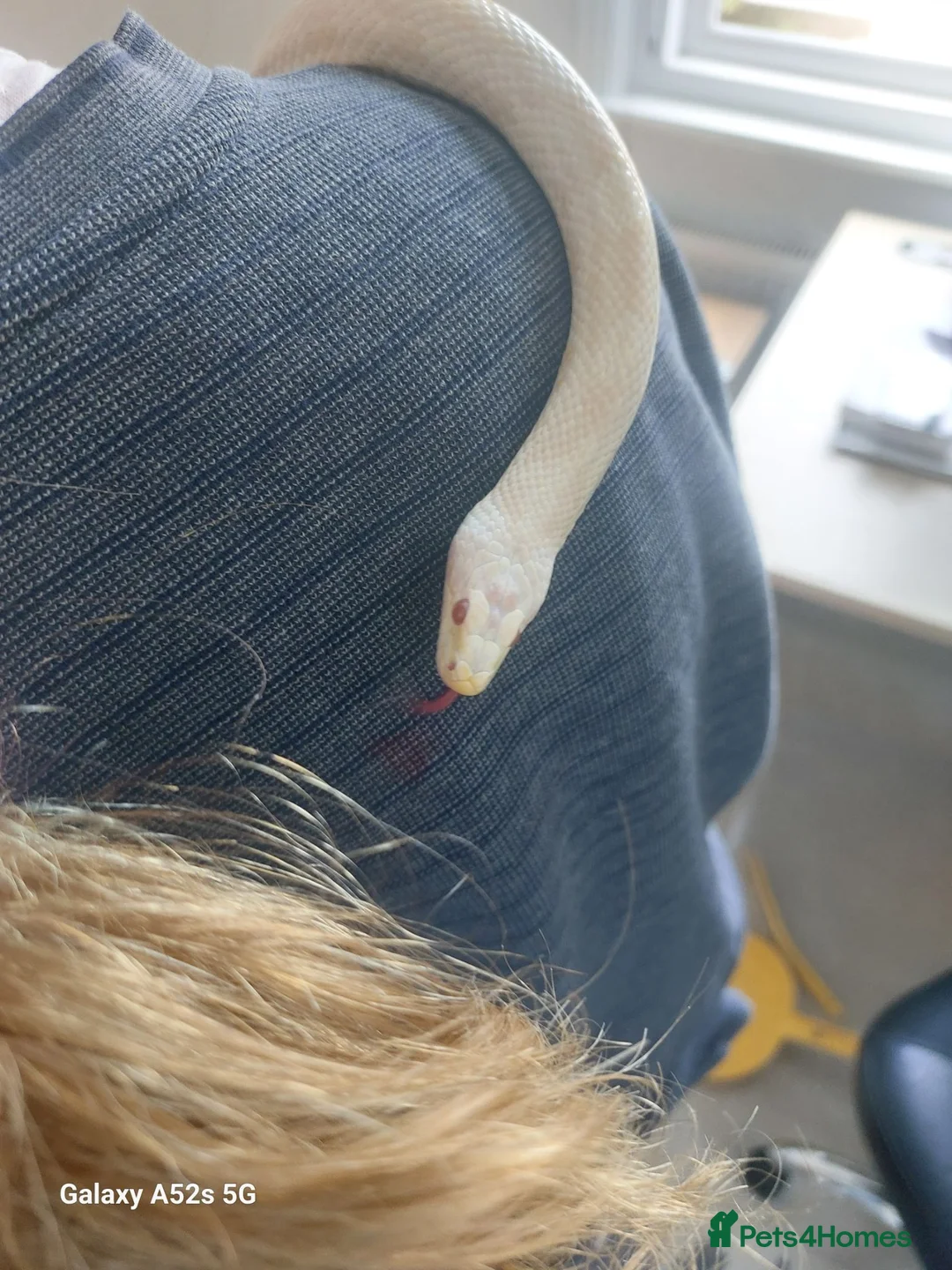 Corn Snake reptiles for sale: Snow corn snake plus vivarium. Very tame and calm. in Hove - Advert 2