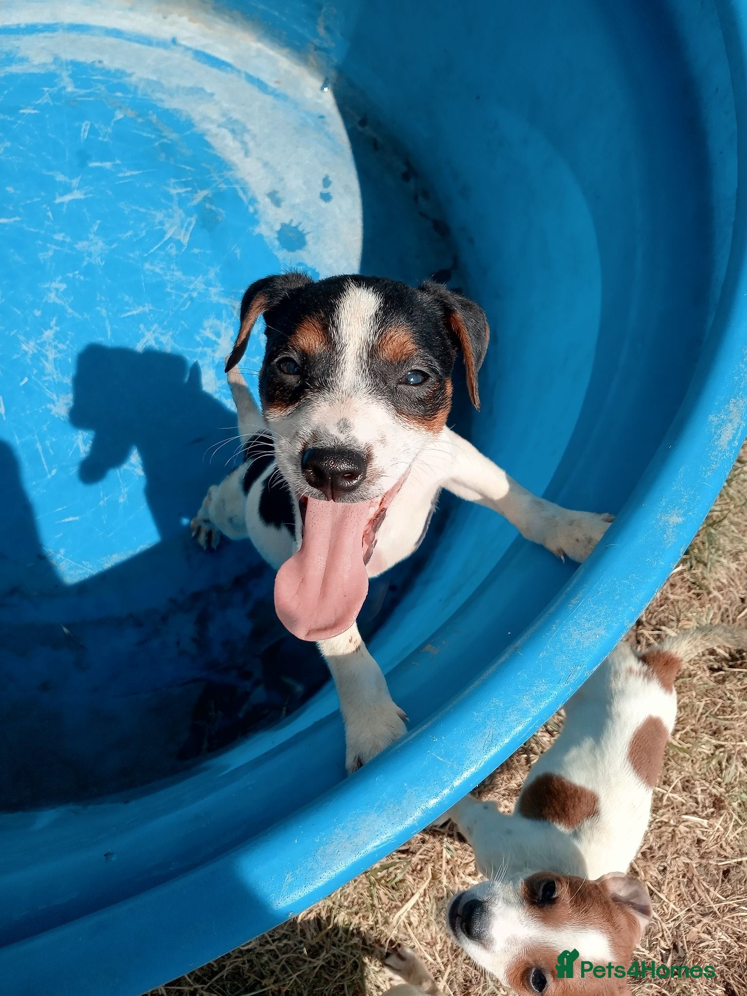 Jack Russell dogs JRT puppies ALL VACCINATED AND MICROCHIPPED  - Advert 11