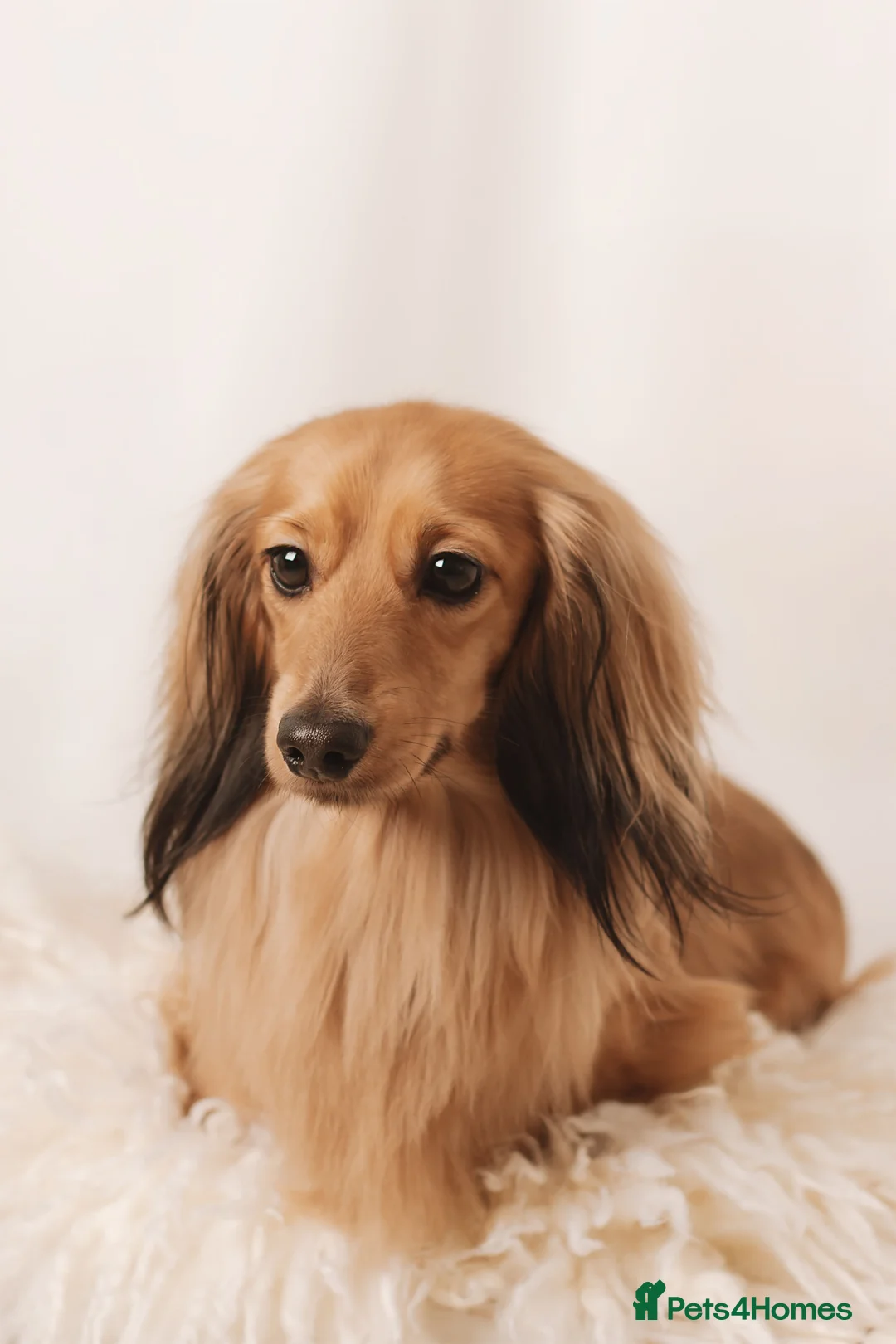 Miniature Dachshund dogs for stud: Quality mini long hair dachshund  - Advert 2