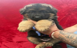 German Shepherd dogs for sale: German Shepherd Puppies  - Image 10