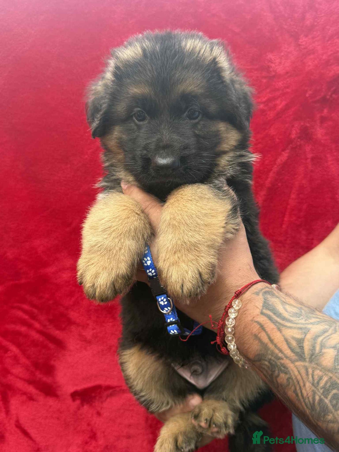 German Shepherd dogs for sale: German Shepherd Puppies  - Image 10