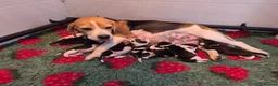 Beagle dogs for sale: Stunning litter kc reg Beagle puppies - Advert 3