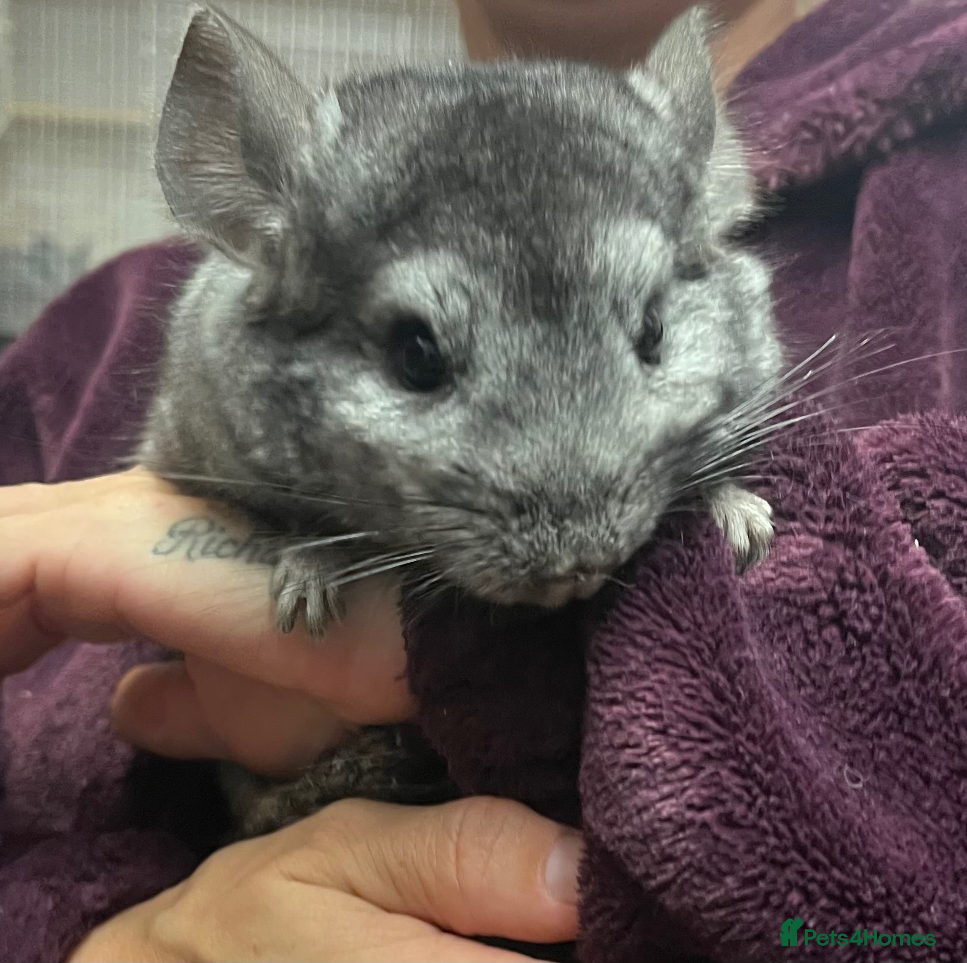 Chinchilla rodents for sale: 💙 Two Beautiful Std Grey Male Chinchillas 💙 - Advert 1