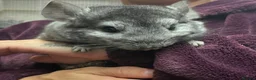 Chinchilla rodents for sale: 💙 Two Beautiful Std Grey Male Chinchillas 💙 - Advert 1