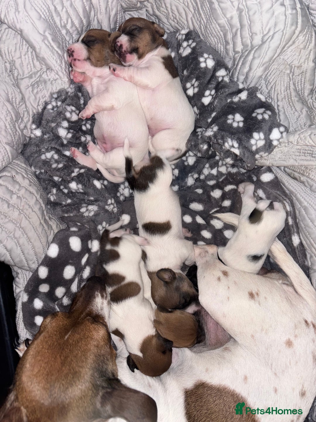 Jack Russell dogs for sale: Jack Russell pups  - Advert 7