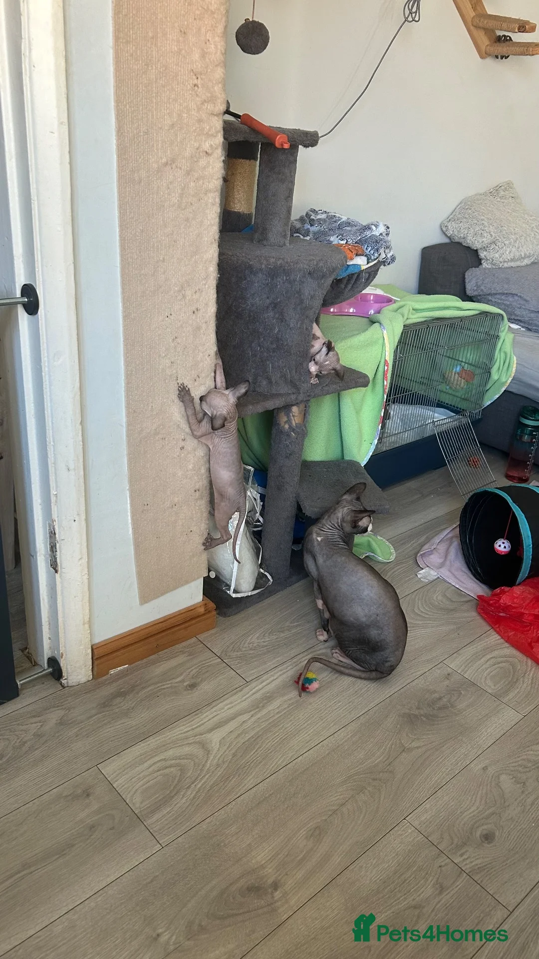 Sphynx cats for sale: Kittens are looking for new homes. - Advert 1