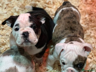 English Bulldog dogs 🌟 health tested parents 🌟 Ready Now!🌟 - Advert 1