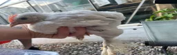 Chickens poultry for sale: Free Roosters Various size and breed - Advert 3