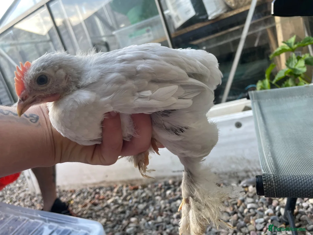 Chickens poultry for sale: Free Roosters Various size and breed - Advert 3