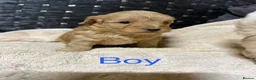 Shihpoo dogs for sale: Beautiful Shihpoo puppies - Advert 7