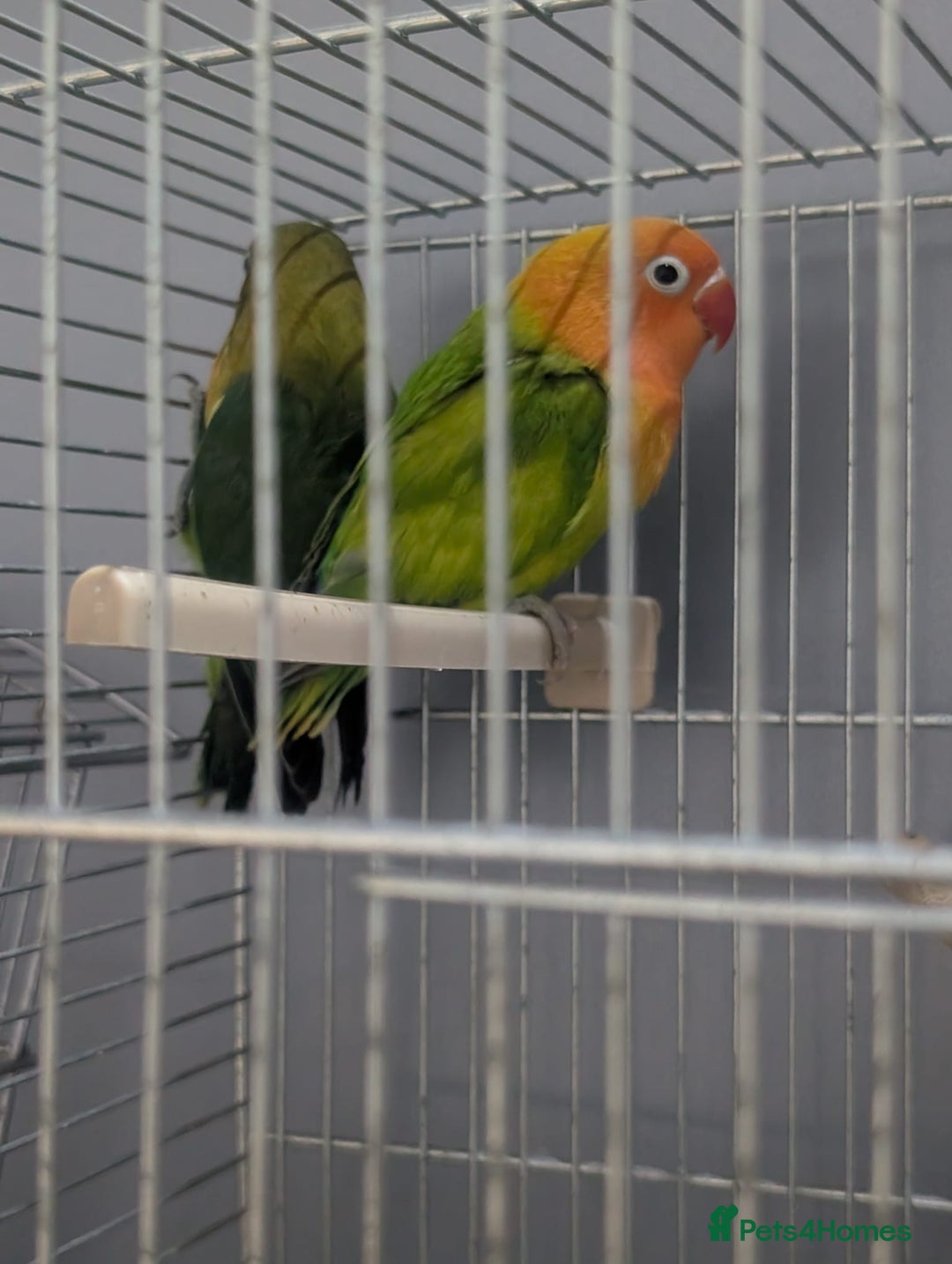 Lovebirds birds for sale: New Born Love Birds - Image 5