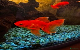 Fancy Goldfish fish for sale: 4 Fancy Goldfish  - Image 8