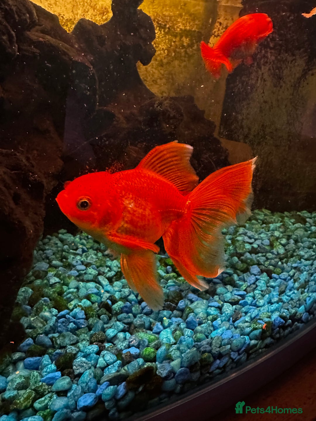 Fancy Goldfish fish for sale: 4 Fancy Goldfish  - Image 8