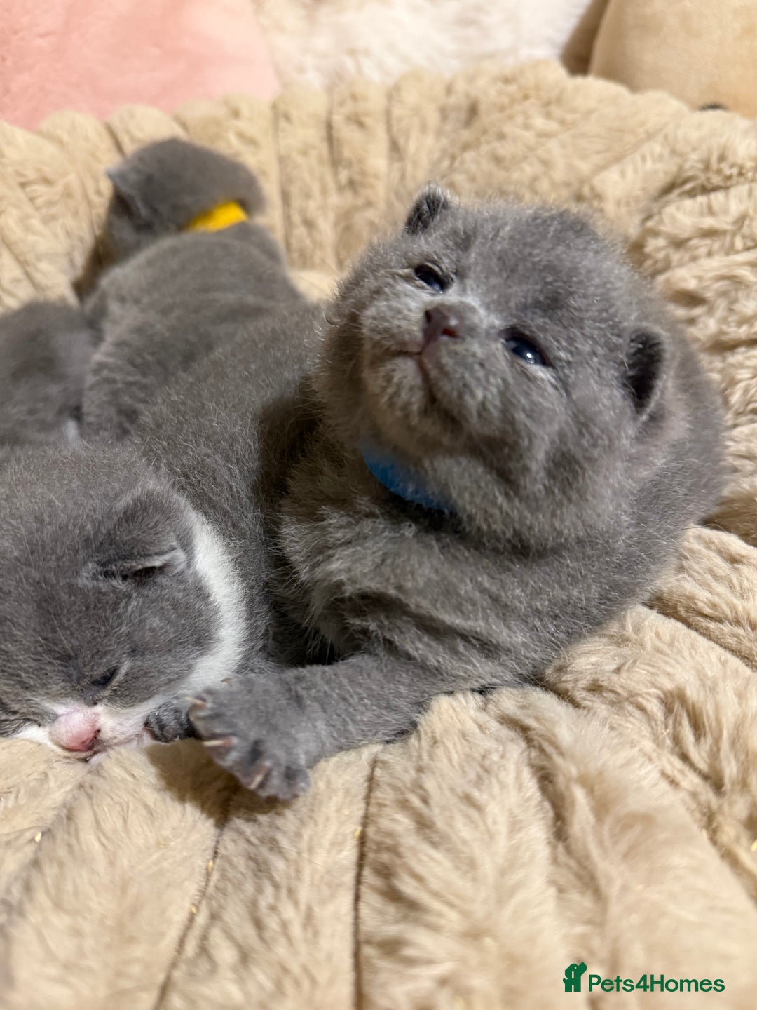 British Shorthair cats for sale: Pure British Shorthair kittens Champion line🥇😻🏆 - Advert 9