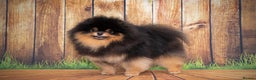 Pomeranian dogs for stud: Pomeranian Gentleman Available for Stud 🐾 - Advert 11