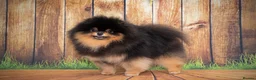 Pomeranian dogs for stud: Pomeranian Gentleman Available for Stud 🐾 - Advert 11