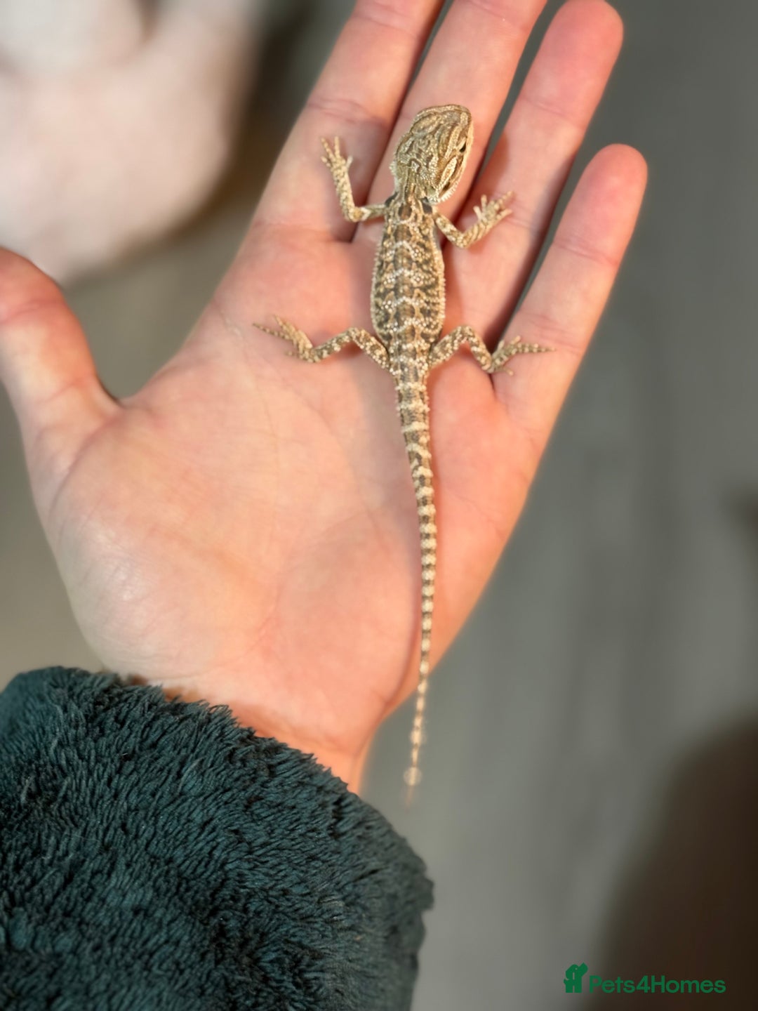 Bearded Dragon reptiles for sale: Bearded Dragon babies - Advert 15