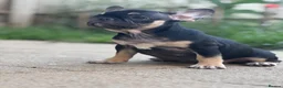 French Bulldog dogs for sale: REDUCED PRICE FOR WEEKEND KC REG FRENCH BULLDOG - Advert 7