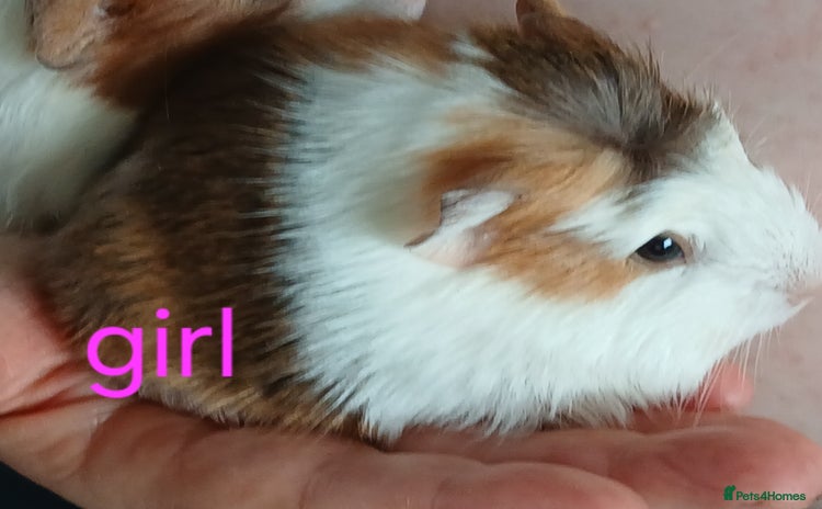 Guinea Pig rodents - Advert 9