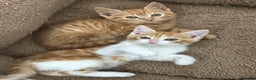Mixed Breed cats for sale: GORGEOUS KITTYS  - Advert 2