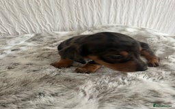 Miniature Dachshund dogs for sale: Miniature dachshunds  - Image 19