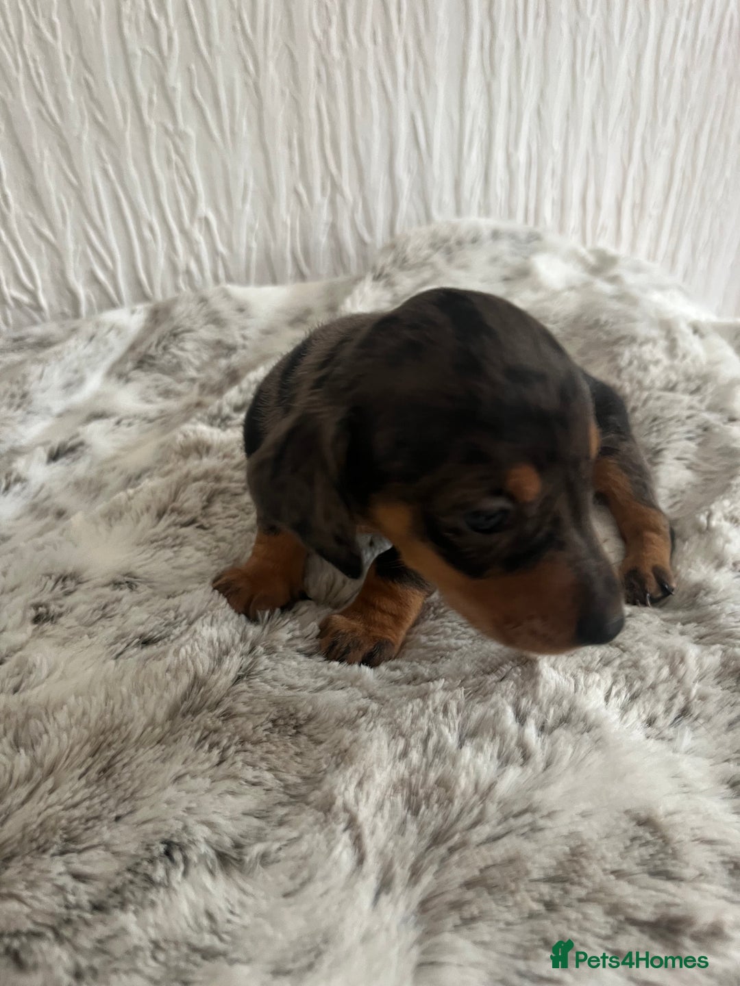 Miniature Dachshund dogs for sale: Miniature dachshunds  - Image 19