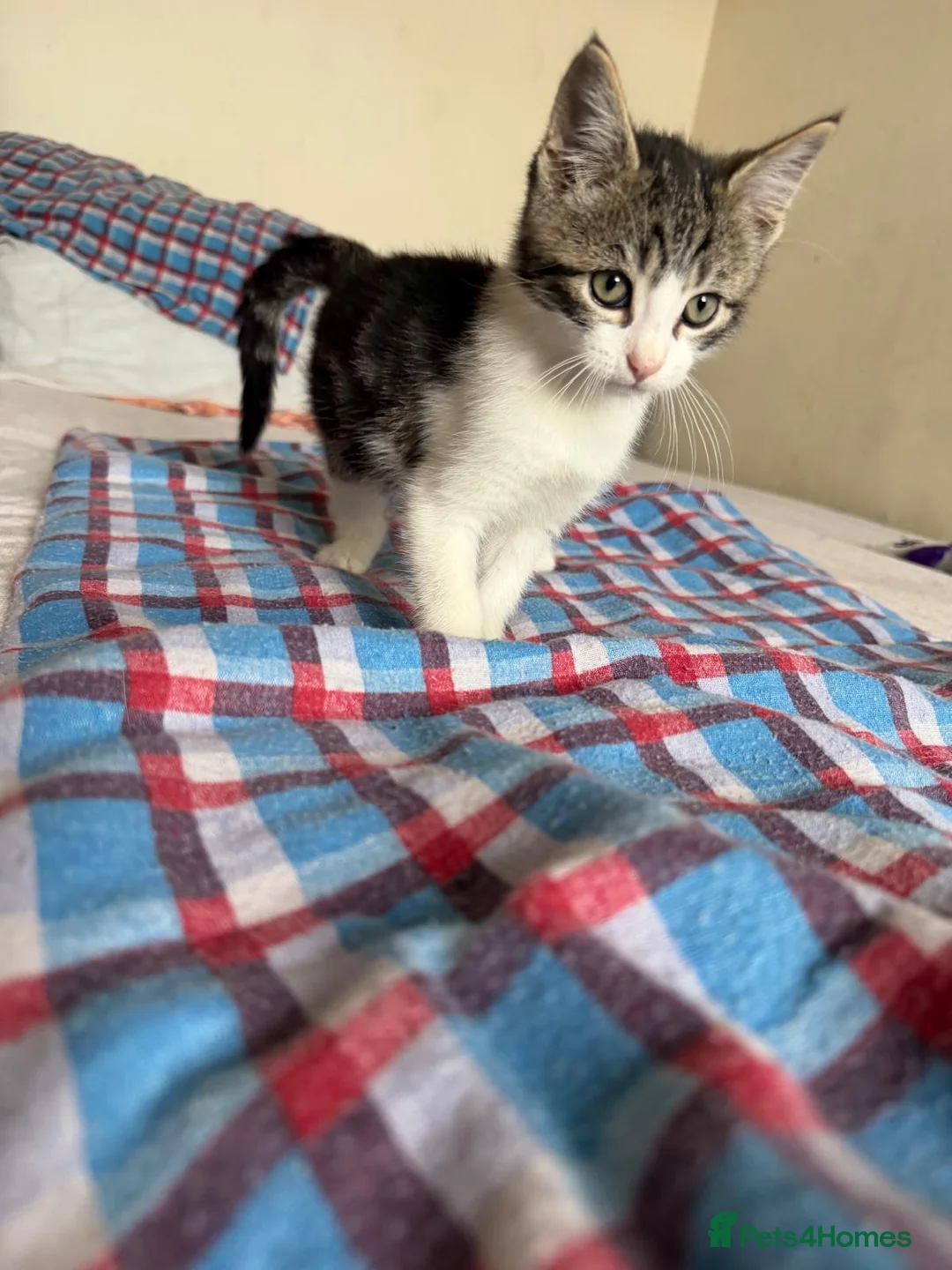 Mixed Breed cats for sale: Kitten - Advert 2