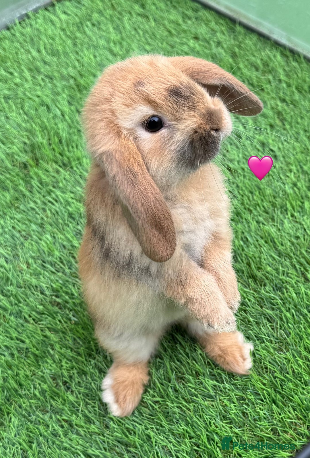 Mini Lop rabbits for sale: Mini lops - Image 2