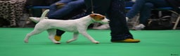Parson Russell dogs for sale: Kc Champion Bred Parson Pups Crufts winning lines  - Advert 12
