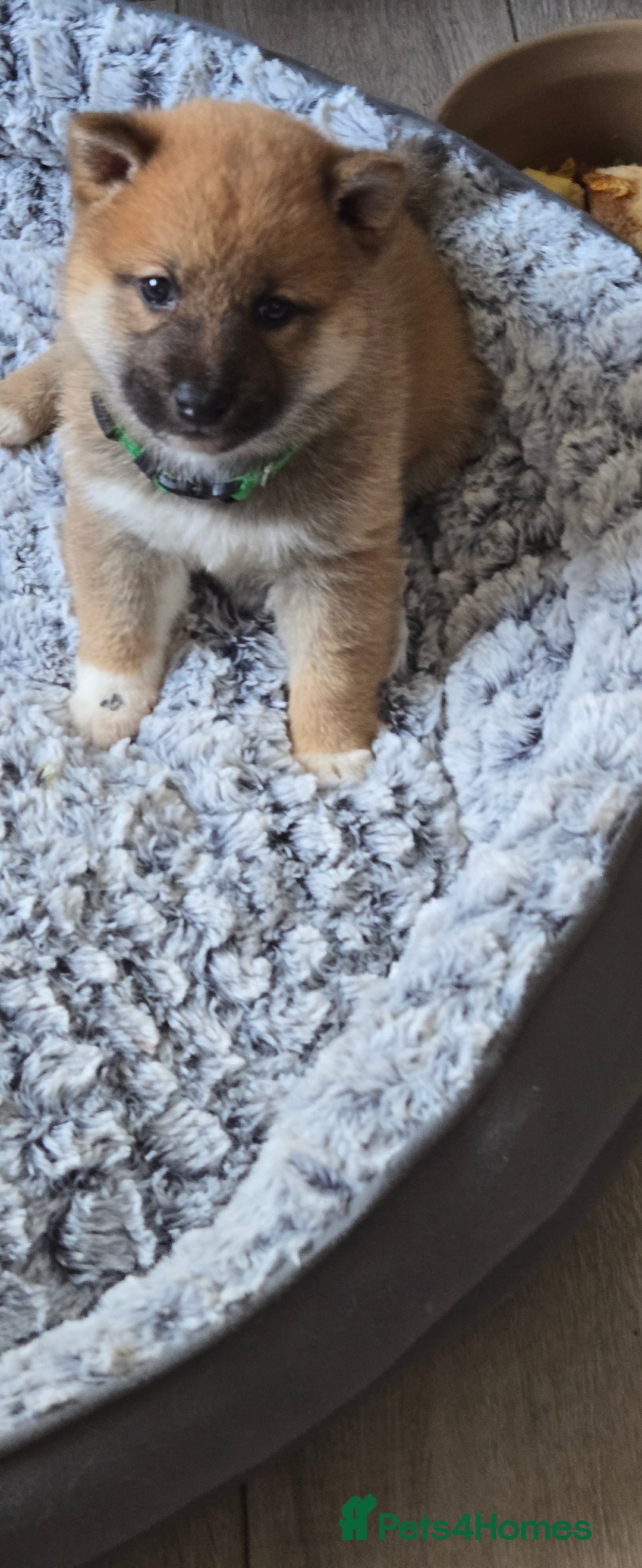 Japanese Shiba Inu dogs for sale: Beautiful Shiba - Image 15