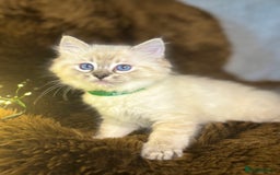 Ragdoll cats for sale: GCCF Sealpoint Mitted/Blue Lynx Ragdoll kittens - Image 14