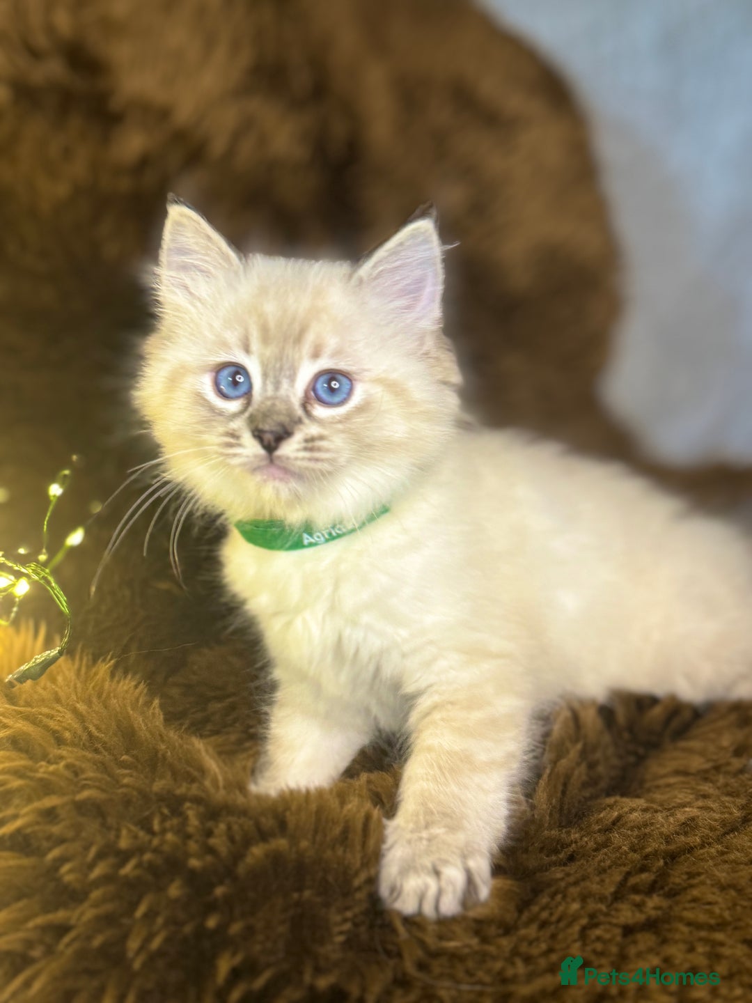 Ragdoll cats for sale: GCCF Sealpoint Mitted/Blue Lynx Ragdoll kittens - Image 14