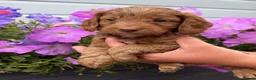 Cockapoo dogs for sale: Cockapoo puppies F1 (licensed breeder) - Advert 10