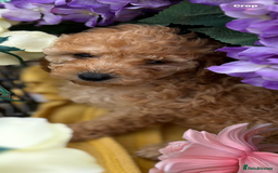 Cockapoo dogs for sale: YANKYDOODLES  ( COCKERPOOS) - Image 4
