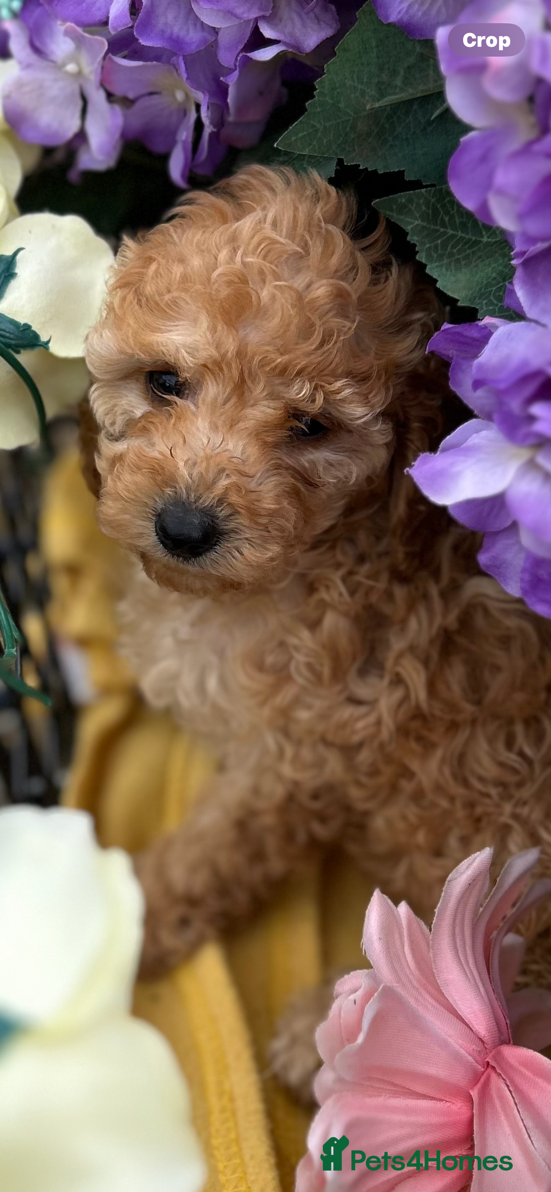 Cockapoo dogs for sale: YANKYDOODLES  ( COCKERPOOS) - Image 4