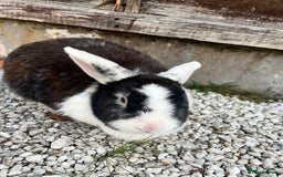 English rabbits for sale: 2 Rabbits Free - Image 5