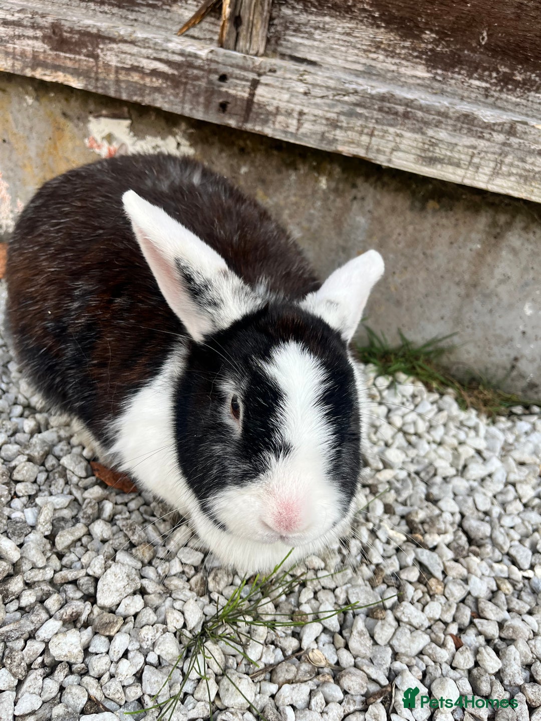 English rabbits for sale: 2 Rabbits Free - Image 5