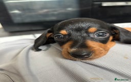 Dachshund dogs for sale: 4 lovely Girl dachshunds Ready to leave! - Image 9