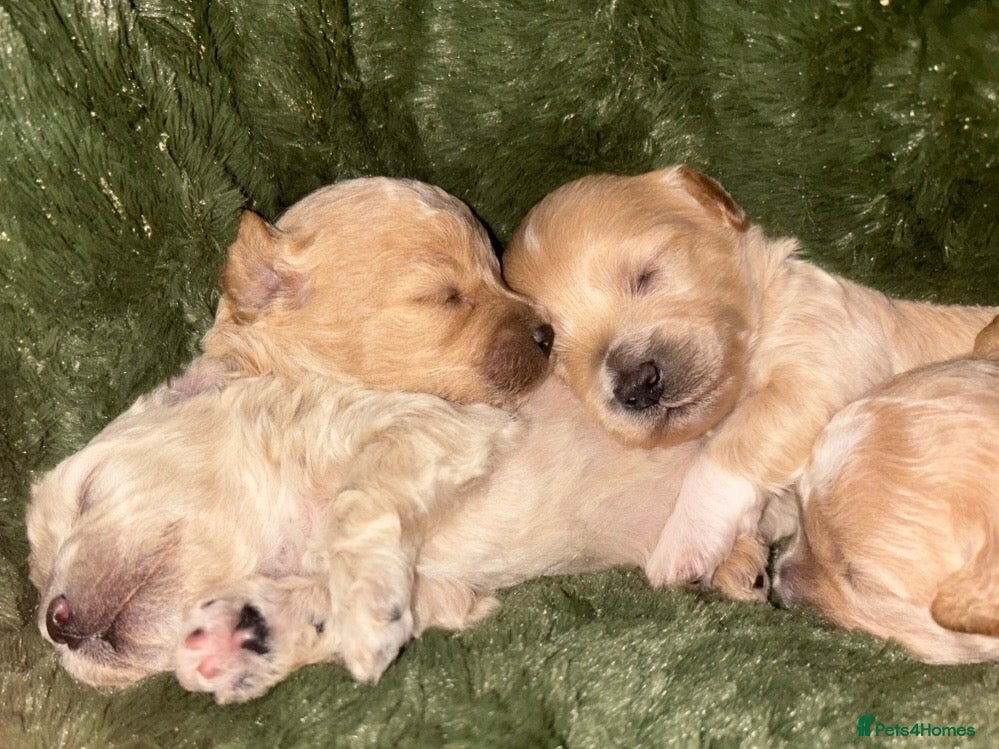 Maltipoo dogs Tiny miracle maltipoo  - Advert 16