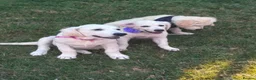 Golden Retriever dogs for sale: ❤️❤️❤️ Beautiful KC Golden Retriever puppies❤️❤️❤️ - Advert 3