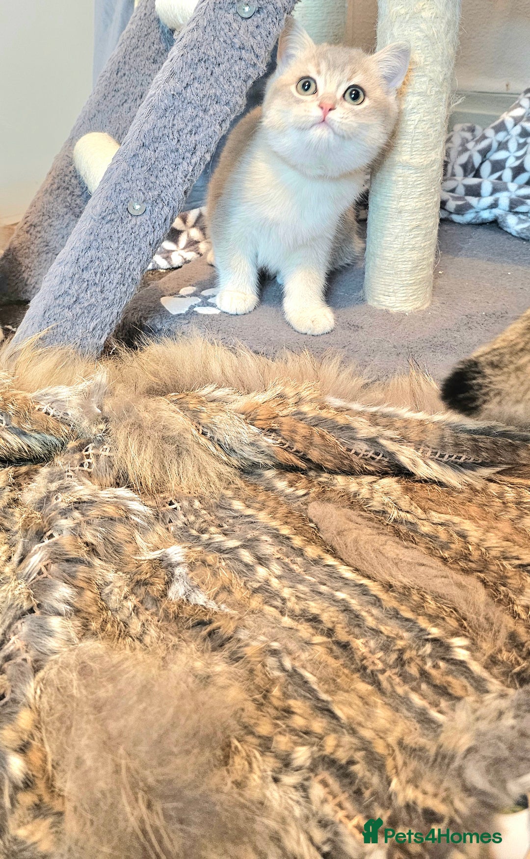 British Shorthair cats for sale: BSH GOLDEN KITTENS - Advert 8