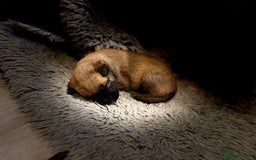 Belgian Shepherd Dog dogs for sale: Top working line puppies  - Image 18