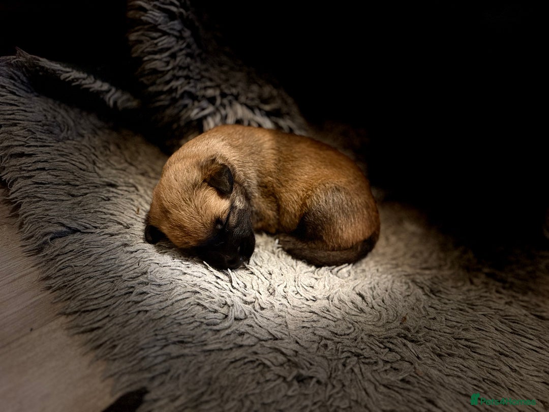 Belgian Shepherd Dog dogs for sale: Top working line puppies  - Image 18