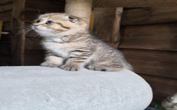 Scottish Fold cats for stud: Scottish straight gold male  - Image 13