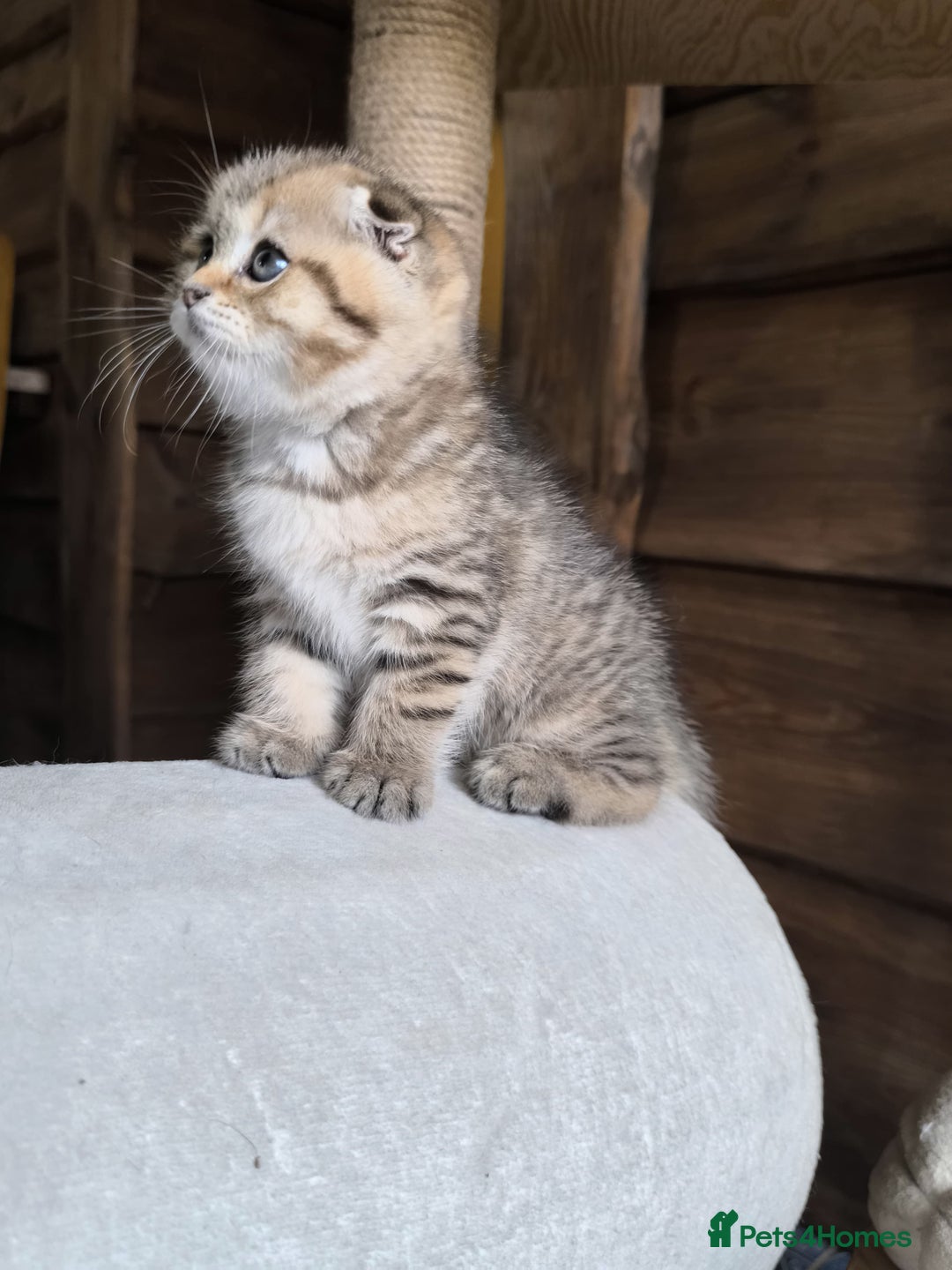 Scottish Fold cats for stud: Scottish straight gold male  - Image 13