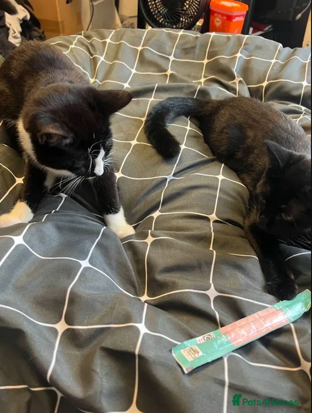 British Longhair cats for sale: 2 kittens 2-3 months old - Image 5