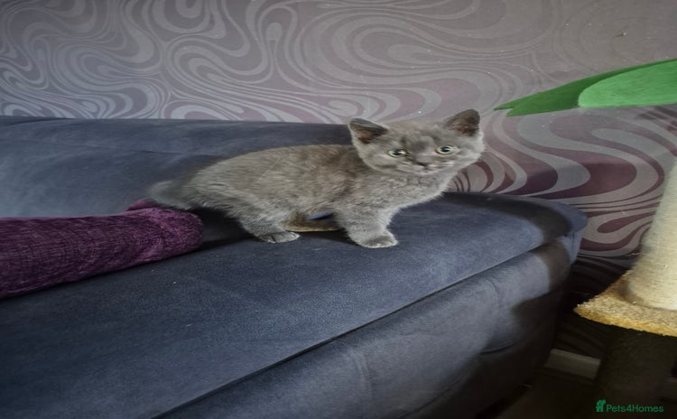 British Shorthair cats - Advert 16