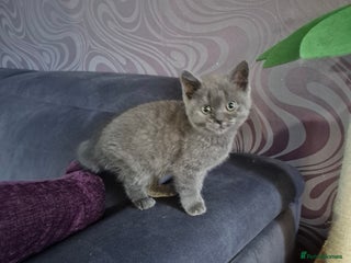 British Shorthair cats - Advert 15